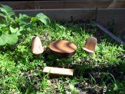 Branch wood Bench